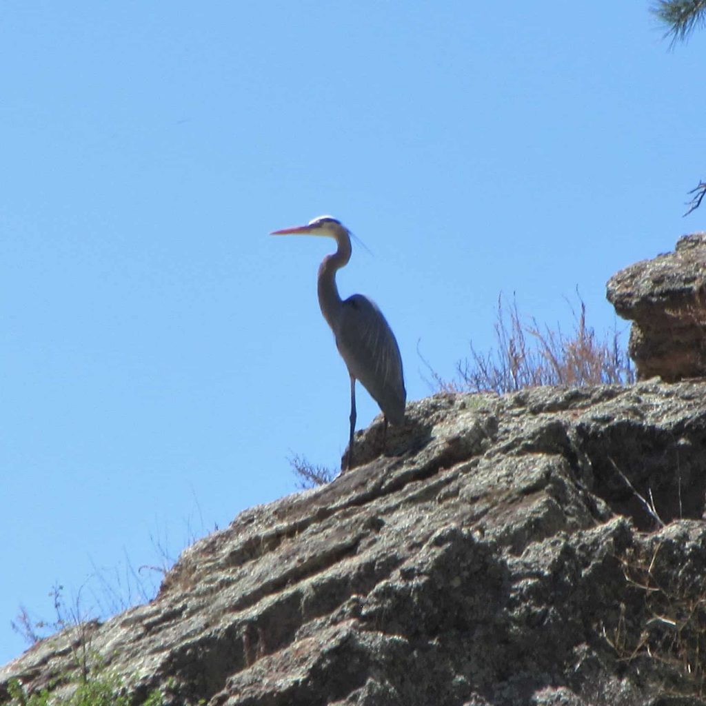 Great Blue Heron, Wildlife, Geronimo Trail Guest Ranch, Gila National Forest, New Mexico