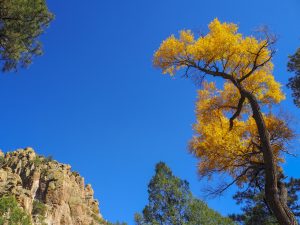 Fall-in-New-Mexico