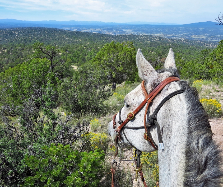 Mountain overlooks on a horseback riding tour.