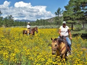 Horseback riding in a field full of flowers on Geronimo Trail Guest Ranch.