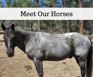 meet our horses