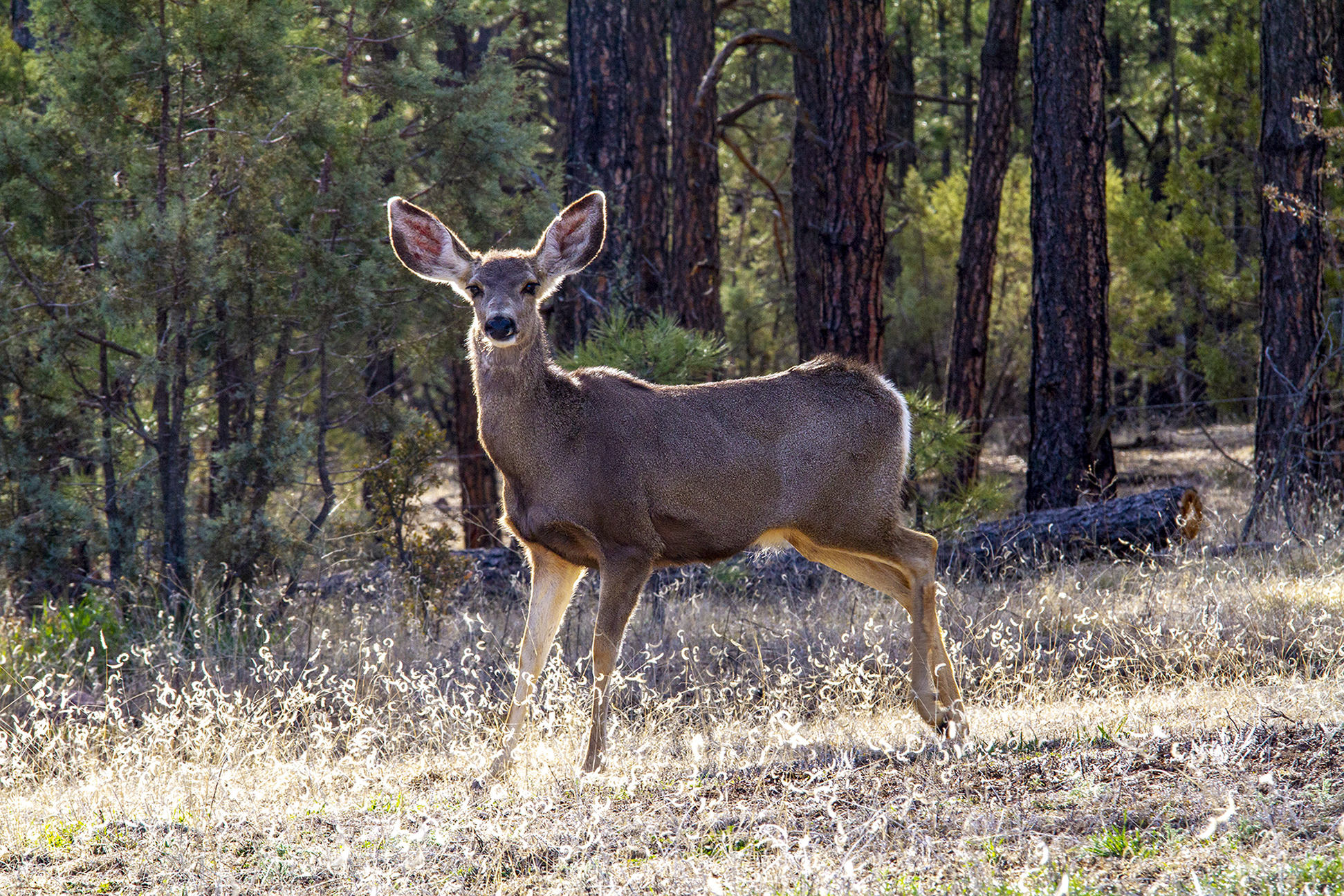 The Easiest Way to Plan a Fun Five-Day Southwest New Mexico Itinerary ...